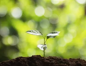 Production et vente de biostimulants