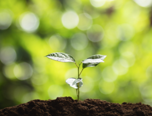 Production et vente de biostimulants