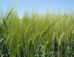 Grande culture blé et solutions de fertilisation