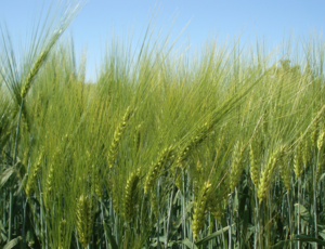 Grande culture blé et solutions de fertilisation