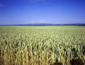 Veolia Agriculture apporte des solutions de fertilisation dédiée aux grandes cultures