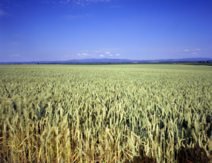 Veolia Agriculture apporte des solutions de fertilisation dédiée aux grandes cultures