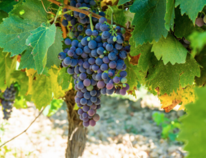 Solutions de fertilisation pour viticulture