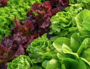 Solutions de fertilisation organiques en maraîchage