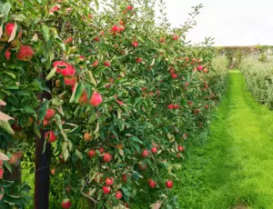 Solutions de fertilisation organique pour arboriculture