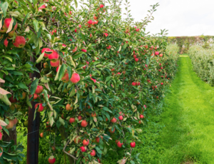 Solutions de fertilisation organique pour arboriculture