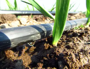 Engrais solubles pour la fertilisation organiques des sols et cultures