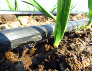 Engrais solubles pour la fertilisation organiques des sols et cultures