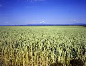 Champ de blé