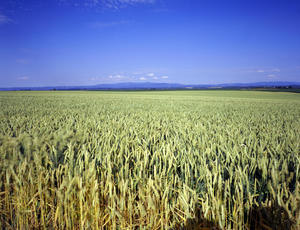 Champ de blé