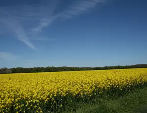 Champs de colza fertilisé par du compost UAB