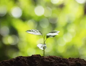 Conseils aux agriculteurs en fertilisants organiques