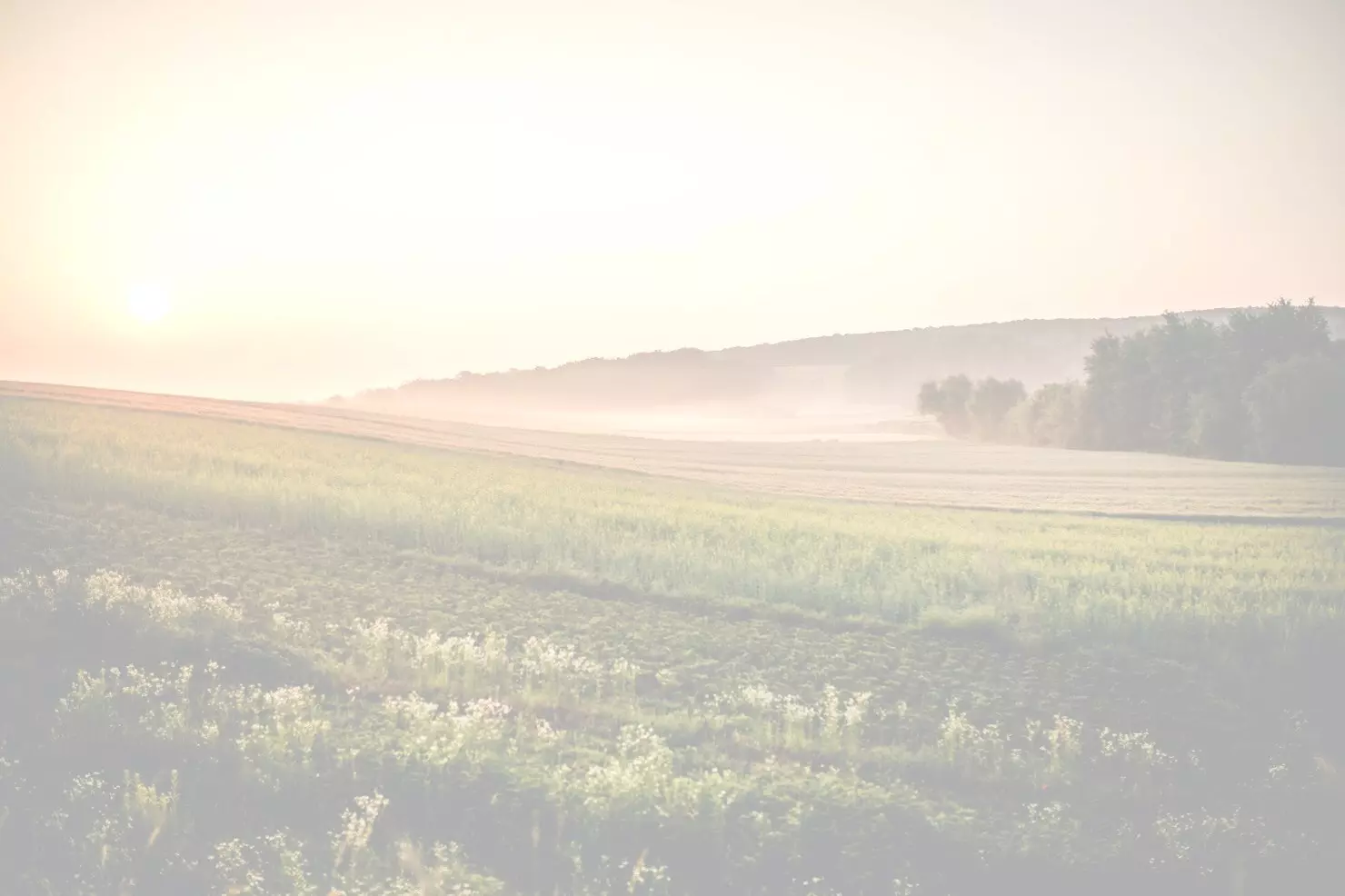 Champs agricole