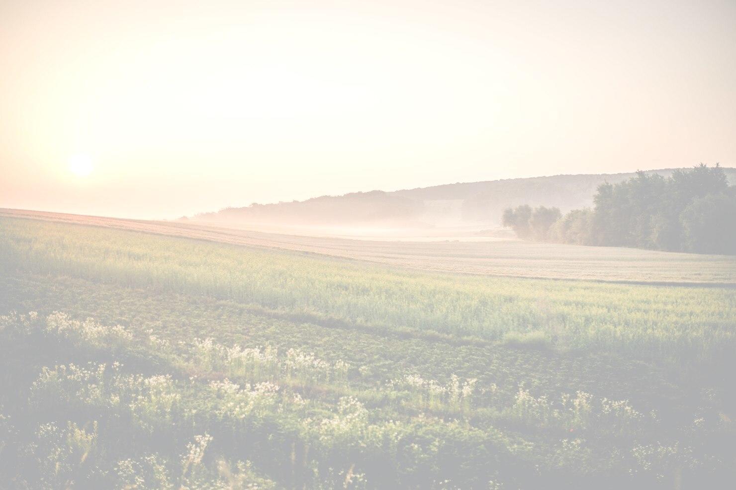 Champs agricole