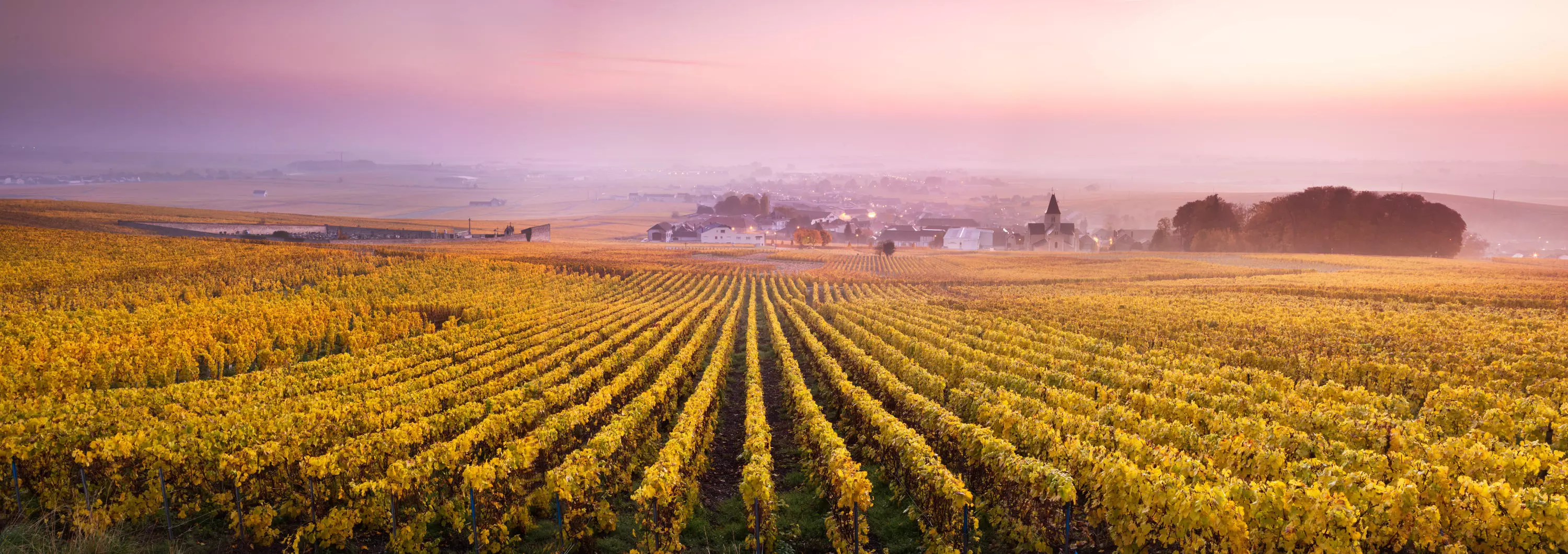Vignoble