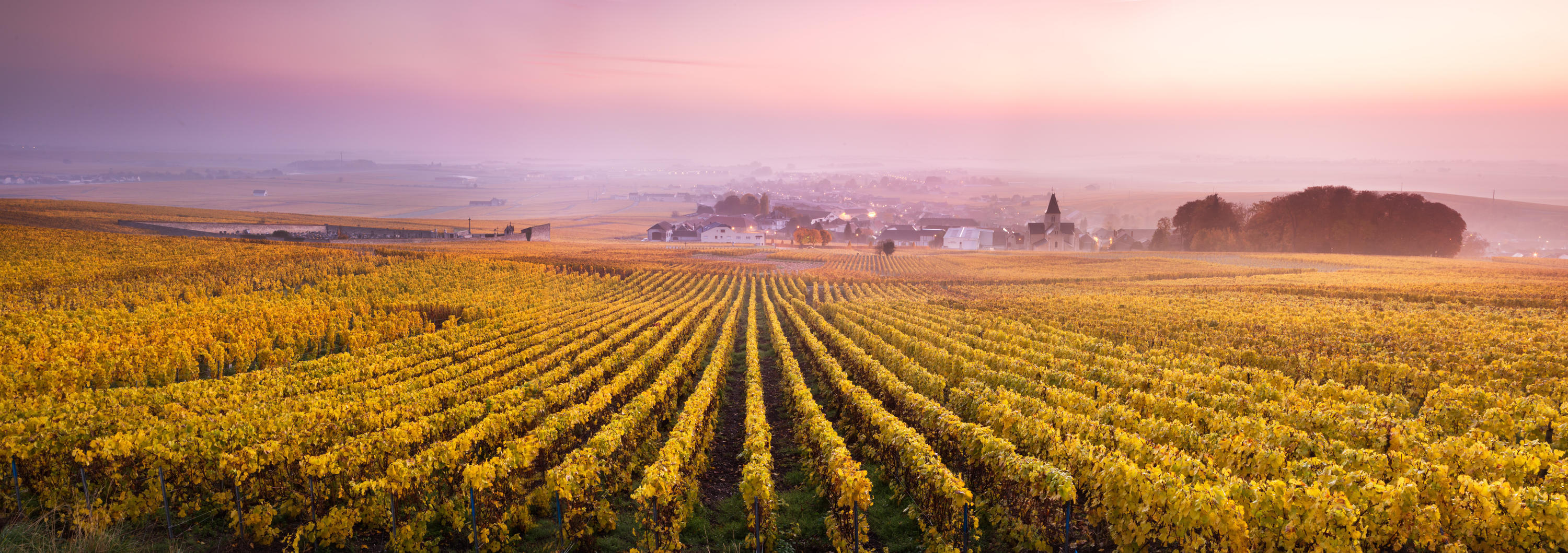 Vignoble