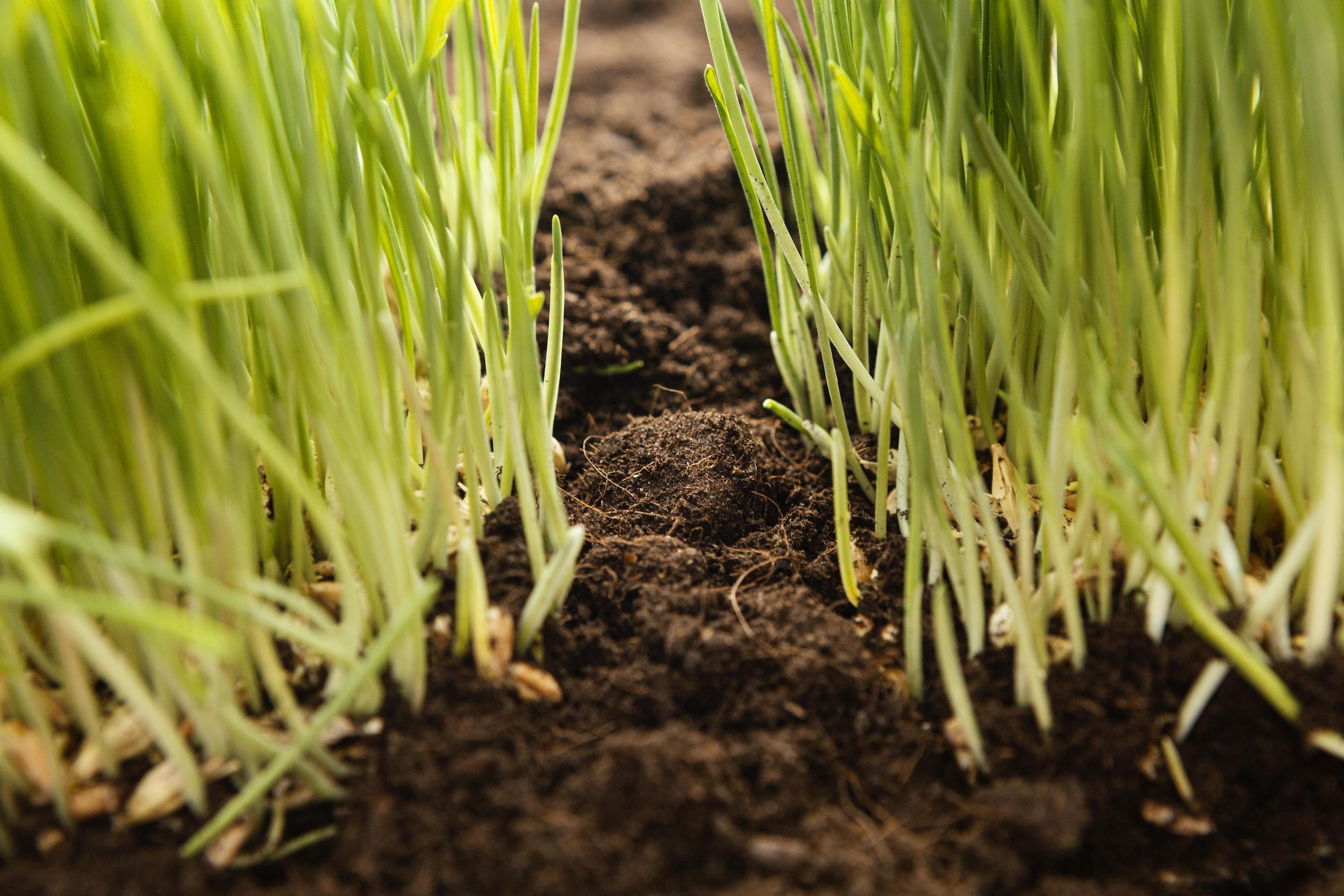Fertilisation agricole