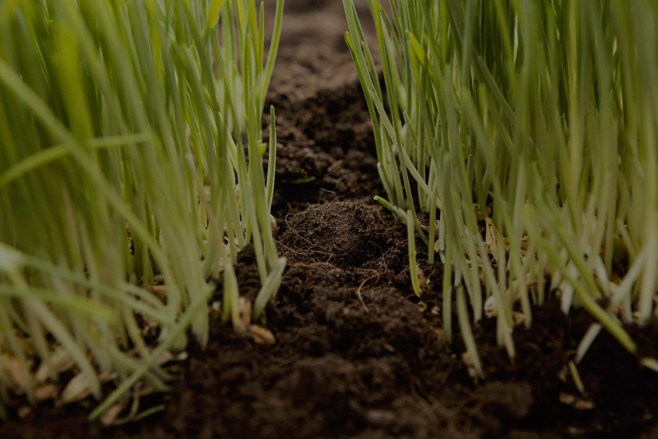 Fertilisation agricole