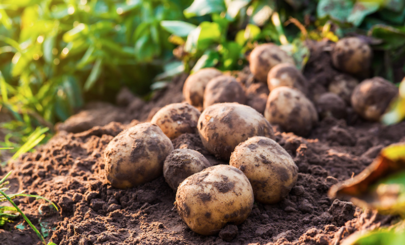 Veolia Agriculture commercialise des engrais organiques pour la culture de pommes de terre