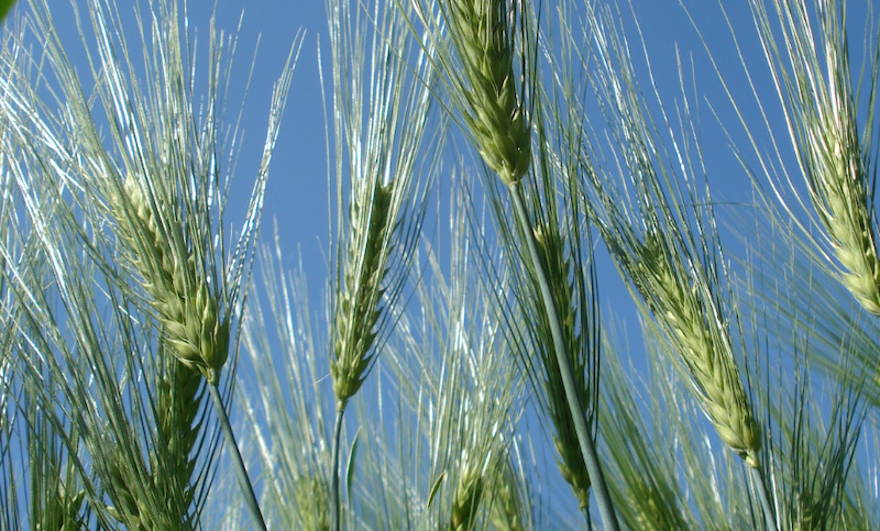 Veolia Agriculture commercialise des engrais organiques pour la culture du blé