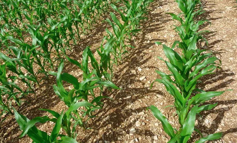 Veolia Agriculture commercialise des engrais organiques pour la culture du maïs