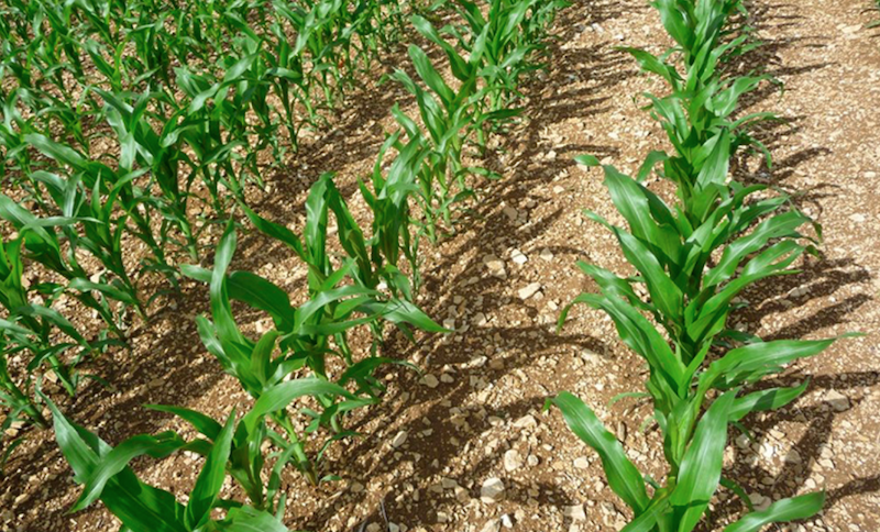 Veolia Agriculture commercialise des engrais organiques pour la culture du maïs