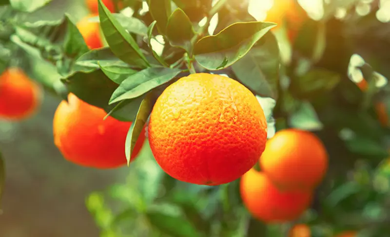 Arbres fruitiers et agrumes