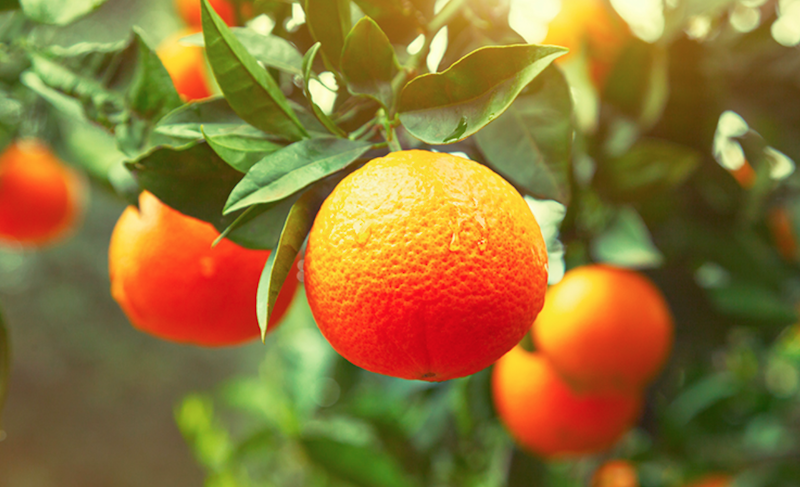 Arbres fruitiers et agrumes