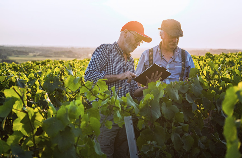Assurez la qualité et la fertilisation de vos vignes avec Veolia Agriculture