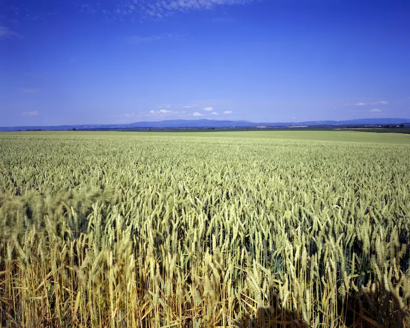 Veolia Agriculture apporte des solutions de fertilisation dédiée aux grandes cultures