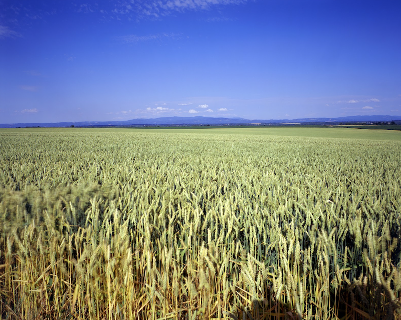 Veolia Agriculture apporte des solutions de fertilisation dédiée aux grandes cultures
