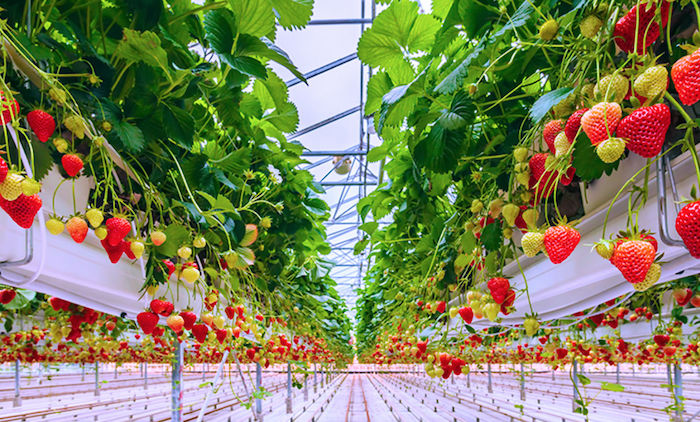 Veolia Agriculture produit et commercialise des engrais spécialisés pour la culture hors sol en maraîchage