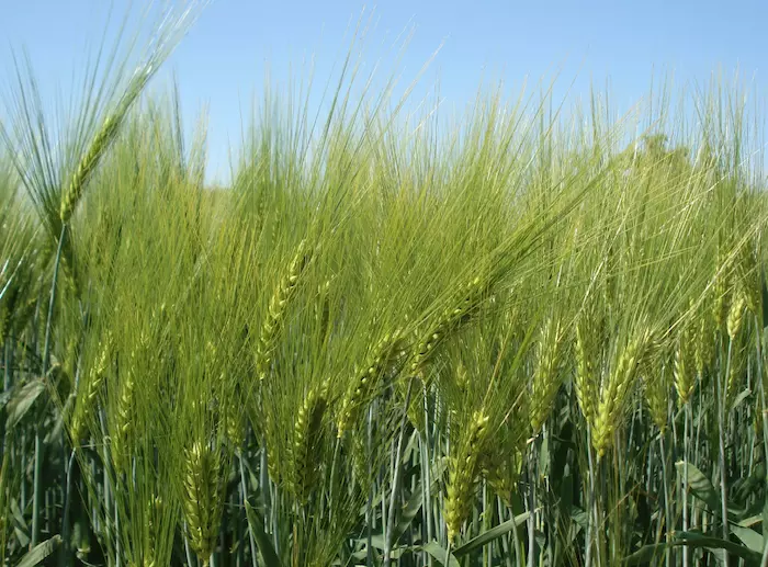Plan d'approvisionnement de biomasse pour exploitations agricoles