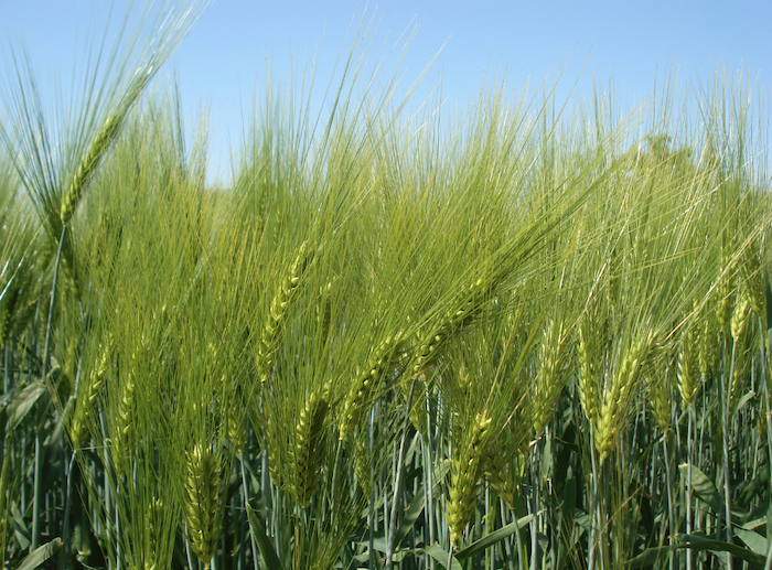 Plan d'approvisionnement de biomasse pour exploitations agricoles