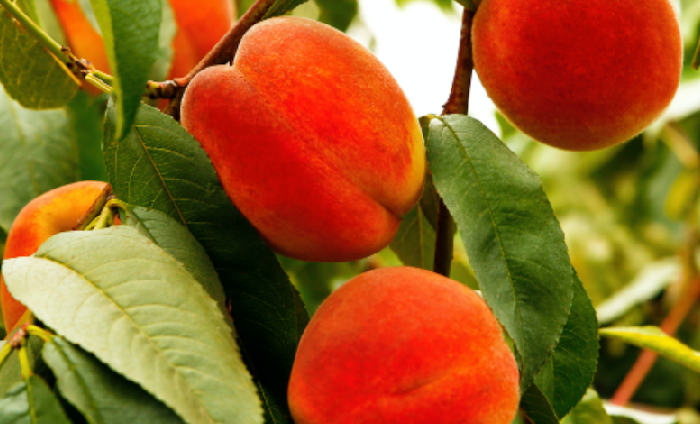 Fruits à noyaux