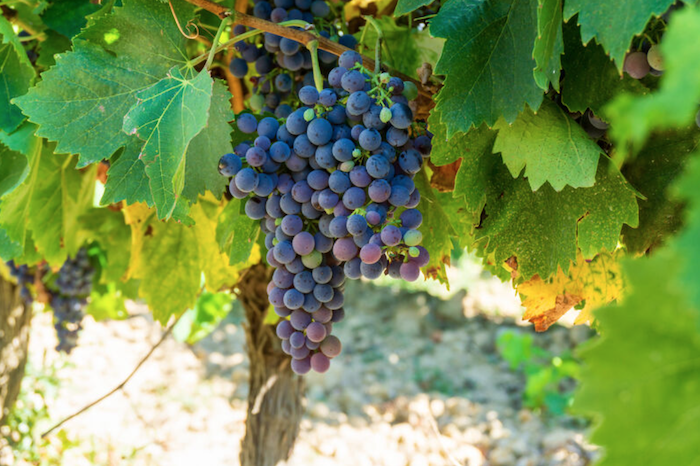 Solutions de fertilisation pour viticulture