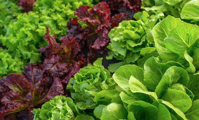 Solutions de fertilisation organiques en maraîchage