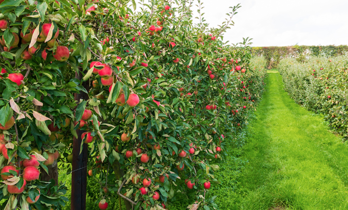 Solutions de fertilisation organique pour arboriculture