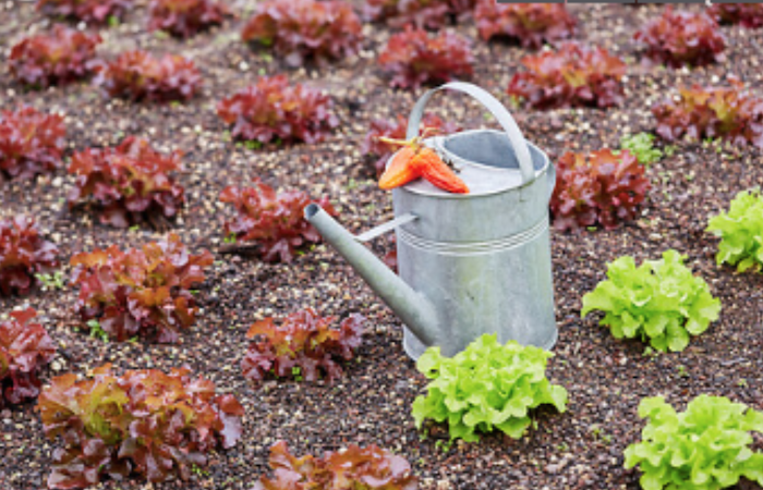 Veolia Agriculture produit et commercialise des engrais naturels pour le maraîchage