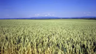 Veolia Agriculture apporte des solutions de fertilisation dédiée aux grandes cultures