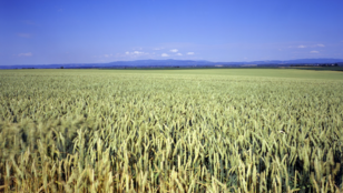 Veolia Agriculture apporte des solutions de fertilisation dédiée aux grandes cultures
