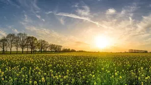 champs agriculture